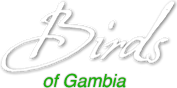 Birds of Gambia